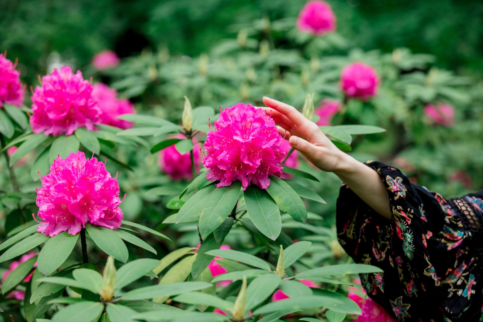 rododendronu