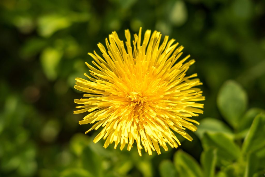 pampelišek