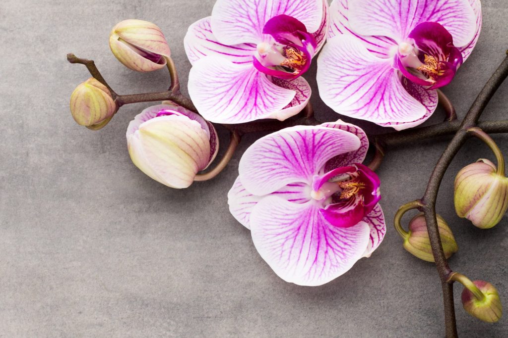 orchideje
