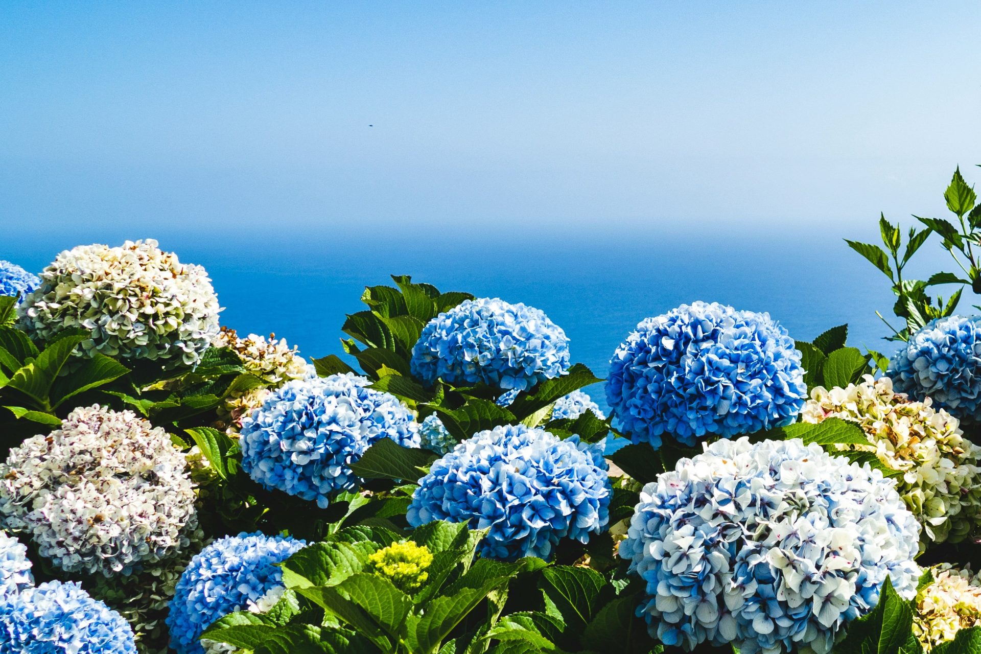hortensie