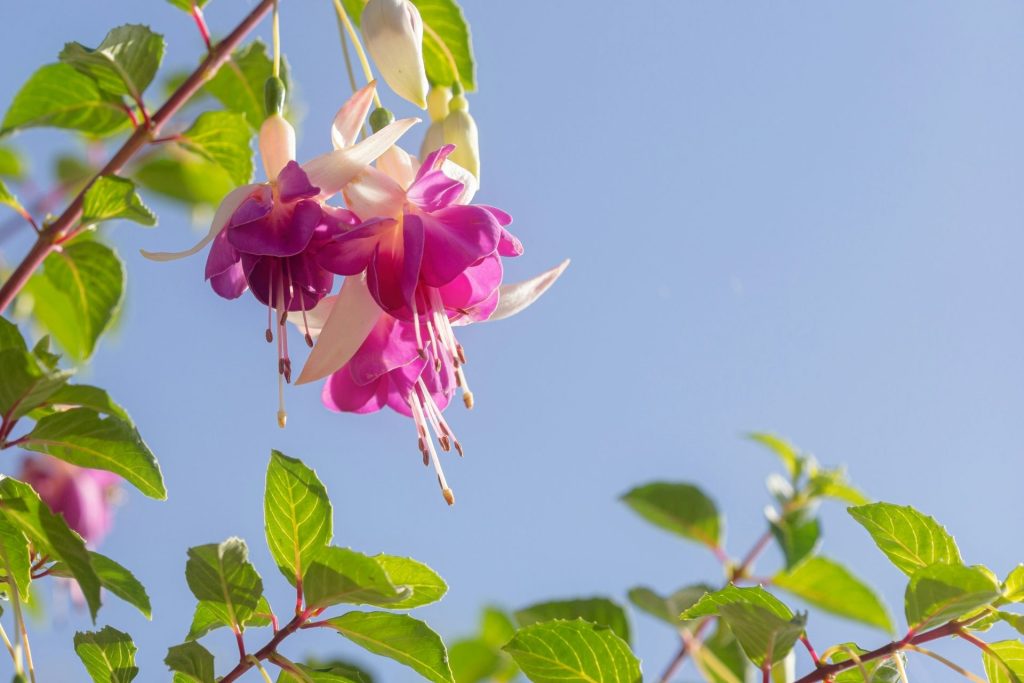 fuchsií