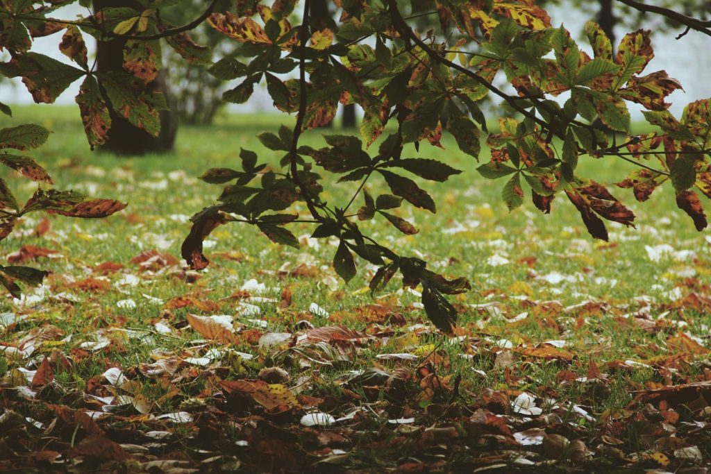 připravit trávník na zimu