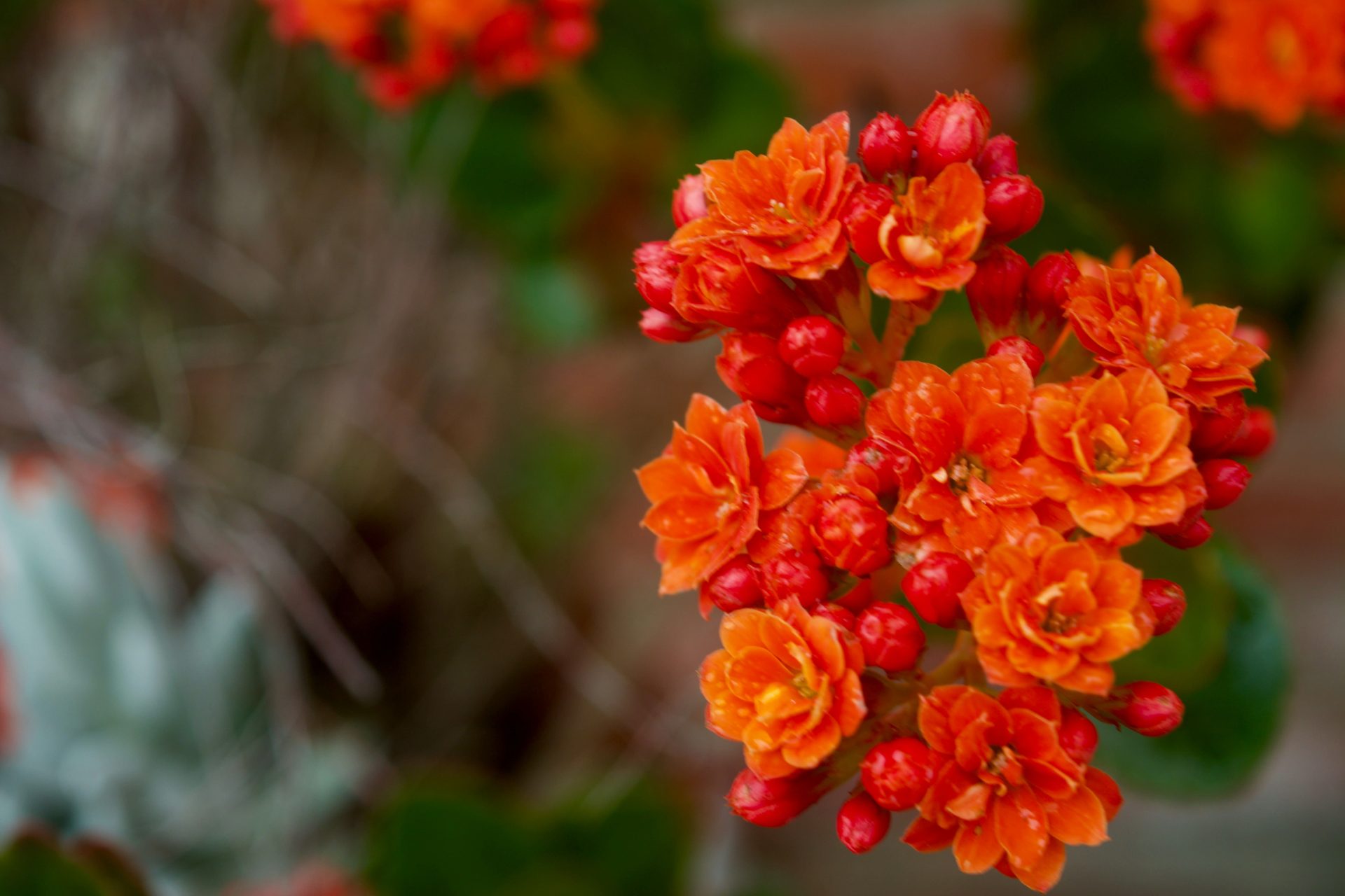 kalanchoe