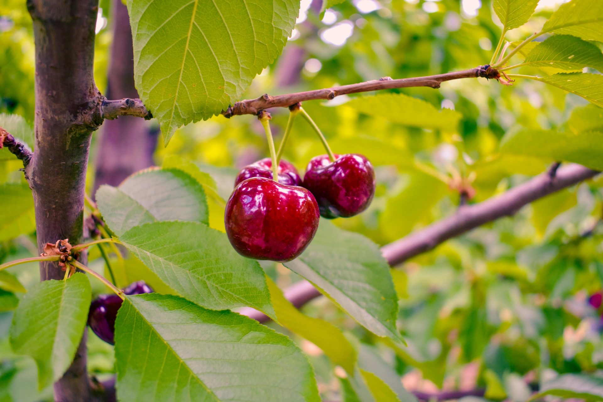 třešní